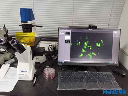 >安裝日志|明美倒置熒光顯微鏡走進(jìn)中南大學(xué)湘雅醫(yī)學(xué)院